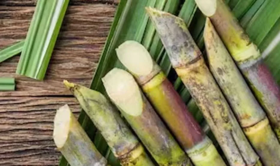 बदायूं: 'गन्ने का बढ़ाएं रकबा, भुगतान में न हो देरी', प्रमुख सचिव ने किया अधिकारियों से वर्चुअल संवाद