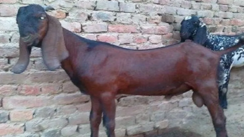 मिर्जापुर : लालगंज में चोर उठा ले गए ने 15 बकरियां, गांव में हड़कंप