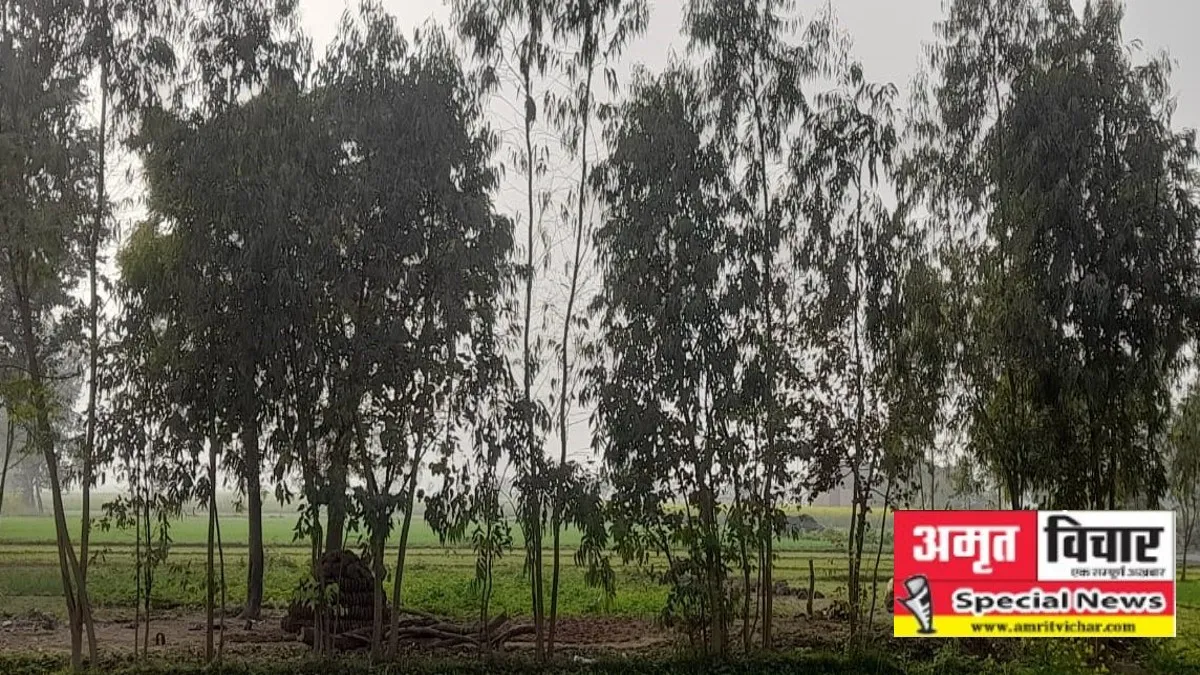 बदायूं: जमीन की नमी सोख रहा यूकेलिप्टस, खेतों को किया बंजर