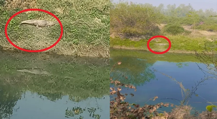 बरेली: गांव बल्ली की बहगुल नदी में दिखा मगरमच्छ, मचा हड़कंप