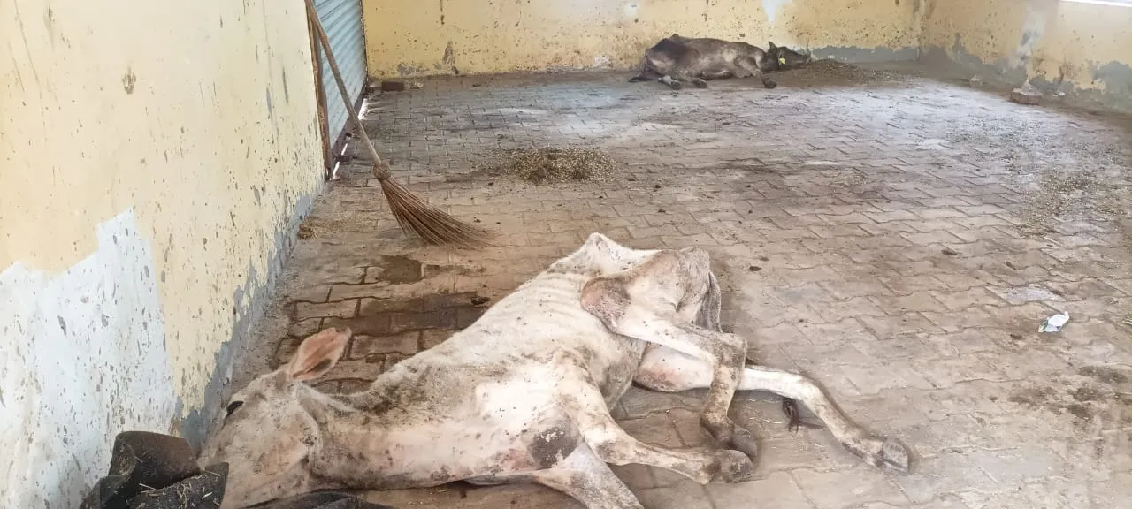 कासगंज: सोरों की कान्हा गोशाला में बीमार गोवंश की मौत, दो की हालत गंभीर
