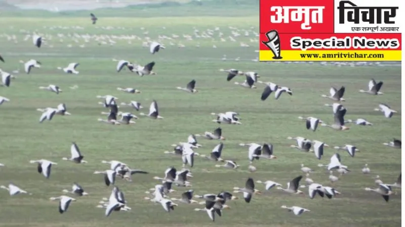 Fatehpur News: सूखती झील होने से दूर हो रहे मेहमान परिंदे, कीटनाशक दवाओं के प्रयोग से दोआबा हुई सुनसान