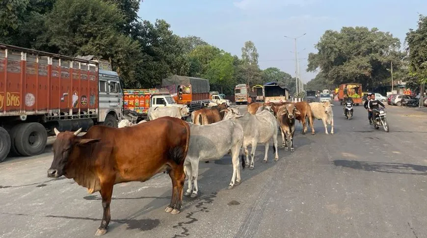 बरेली: हादसों में घायल हो रहे छुट्टा गोवंश, इस साल 900 गायों का पशु चिकित्सालय ने किया इलाज 