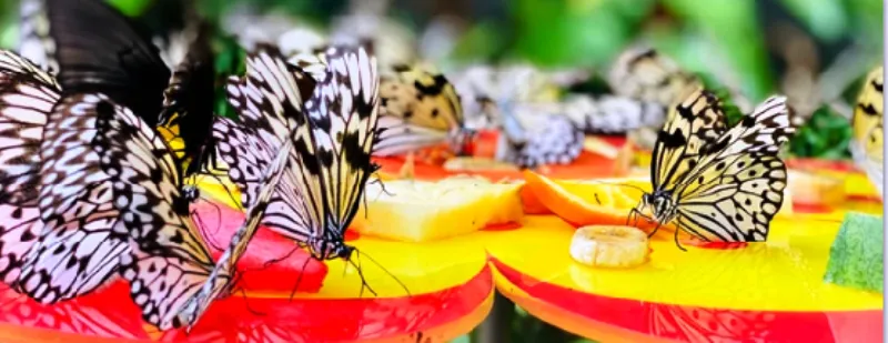 देहरादून: लच्छीवाला में Butterfly park होगा खास, साथ में लिजिए Herbal Garden का मजा