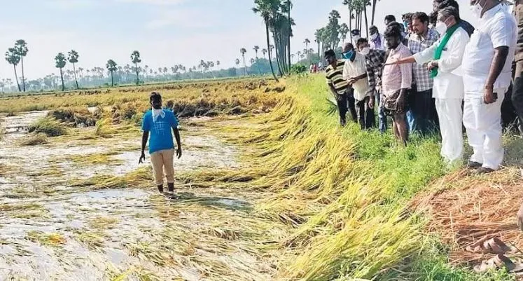 आंध्र प्रदेश: चक्रवात ‘मिगजॉम’ से हजारों एकड़ की फसल बर्बाद, किसानों का भारी नुकसान