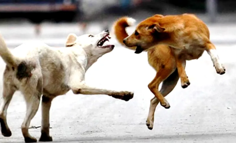 देहरादून: Dog Sqaud करेगी काम.. अब कुत्ते नहीं पडेंगे आपके पीछे!