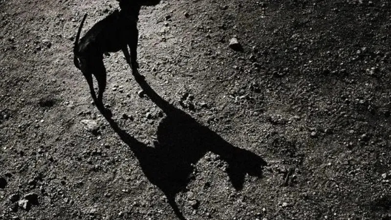 कानपुर के खेरसा कस्बे में पागल कुत्ते के आतंक से लोगों में दहशत, अब तक 24 लोगों पर किया हमला