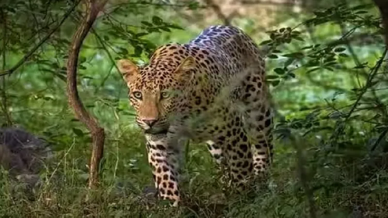 अमरोहा : शावकों की तलाश में आबादी के बीच पहुंचा तेंदुए का जोड़ा