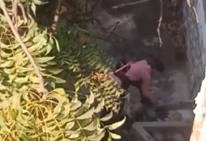 रामपुर : डीएम साहब! आपके जिले में सरकारी स्कूल के बच्चे उठा रहे कीचड़...VIDEO VIRAL