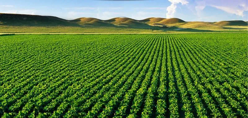 अल्मोड़ृा: पर्याप्त बारिश नहीं होने से रबी की फसल पर संकट गहराया 