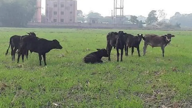मुरादाबाद : छुट्टा पशु बर्बाद कर रहे खेतों की हरियाली, किसानों को हो रहा है नुकसान