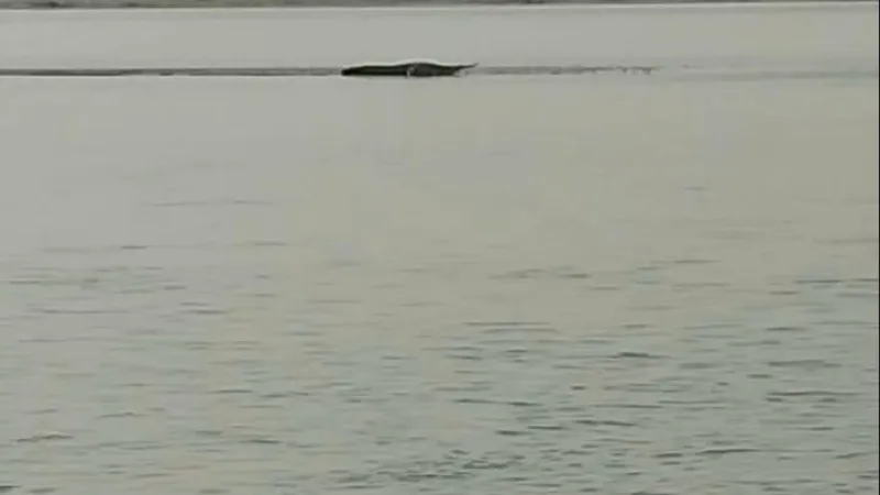 संभल: गंगा में टीले पर धूप सेंकता दिखा मगरमच्छ, मचा हड़कंप