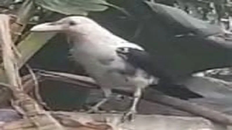 क्या आपने कभी देखा है सफेद कौआ? रामपुर में राहगीरों ने कैमरे में कैद किया ये नजारा... देखकर आप रह जाएंगे दंग