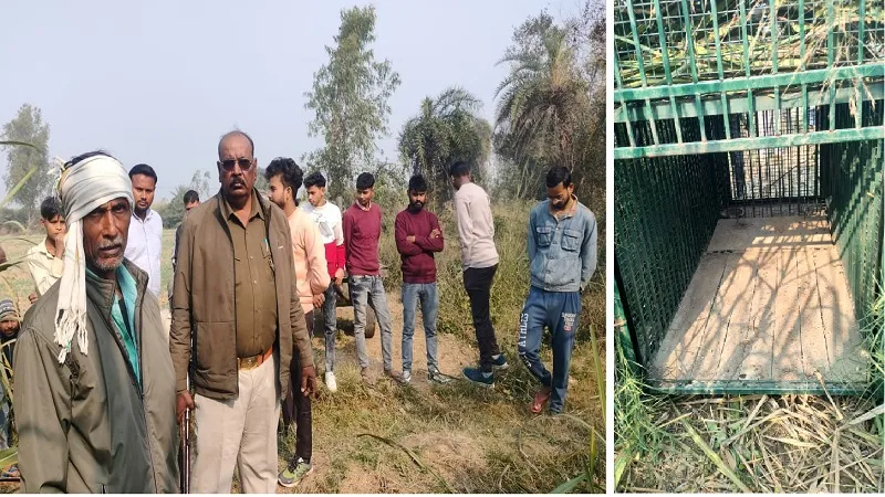 बिजनौर: गुलदार को पकड़ने के लिए वन विभाग की टीम ने जंगल में लगाया पिंजरा, नौ साल की बच्ची ले चुका जान