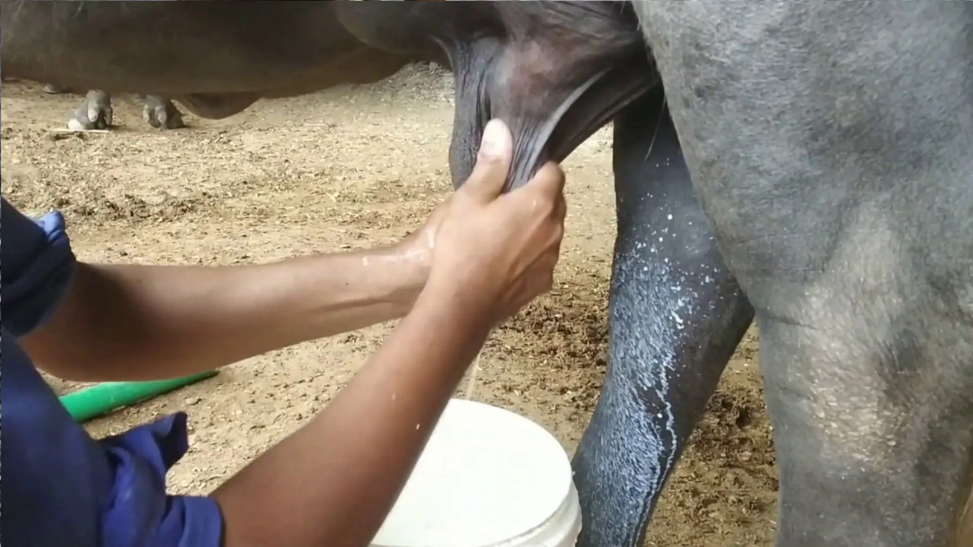 बदायूं: दूध बढ़ाने के नाम पर झोलाछाप ने लगाए छह इंजेक्शन, भैंस की मौत