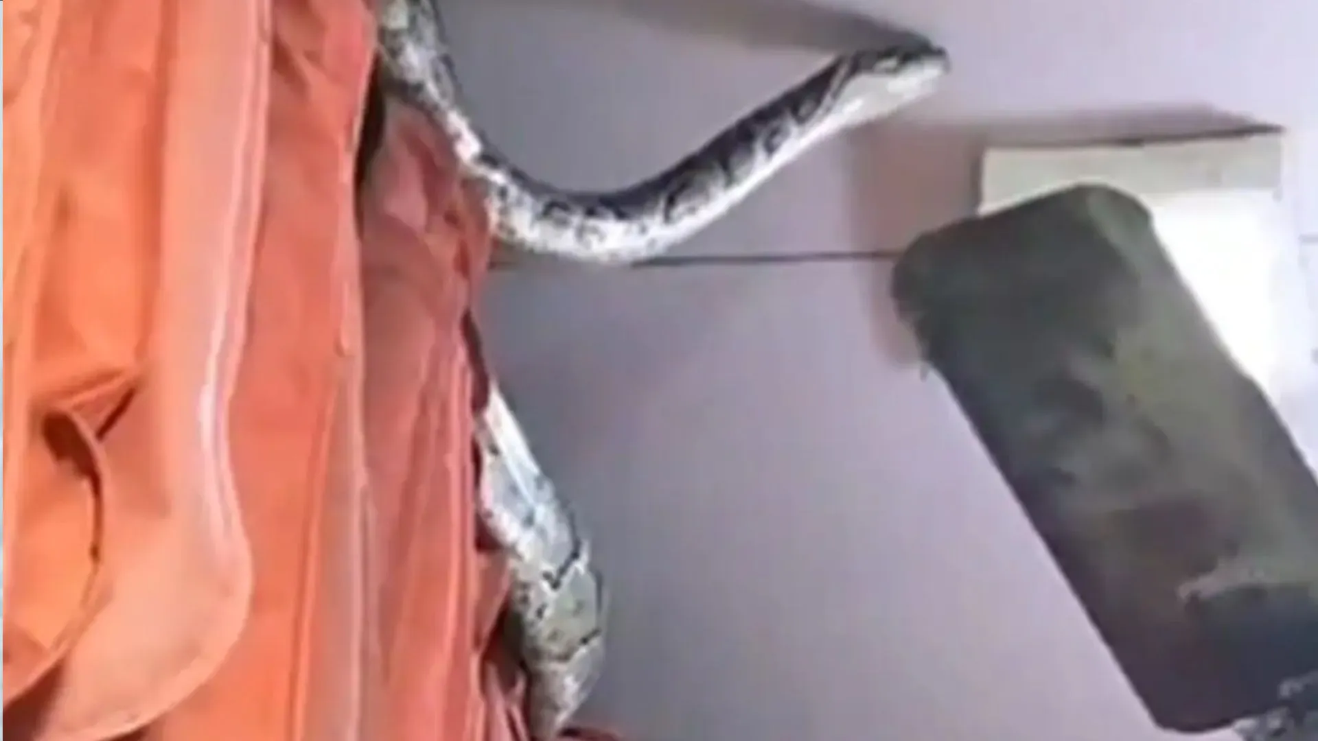 Video: मेरठ में कपड़े की दुकान में घुसा विशालकाय अजगर, मचा हड़कंप, वीडियो देख घबरा जाएंगे आप