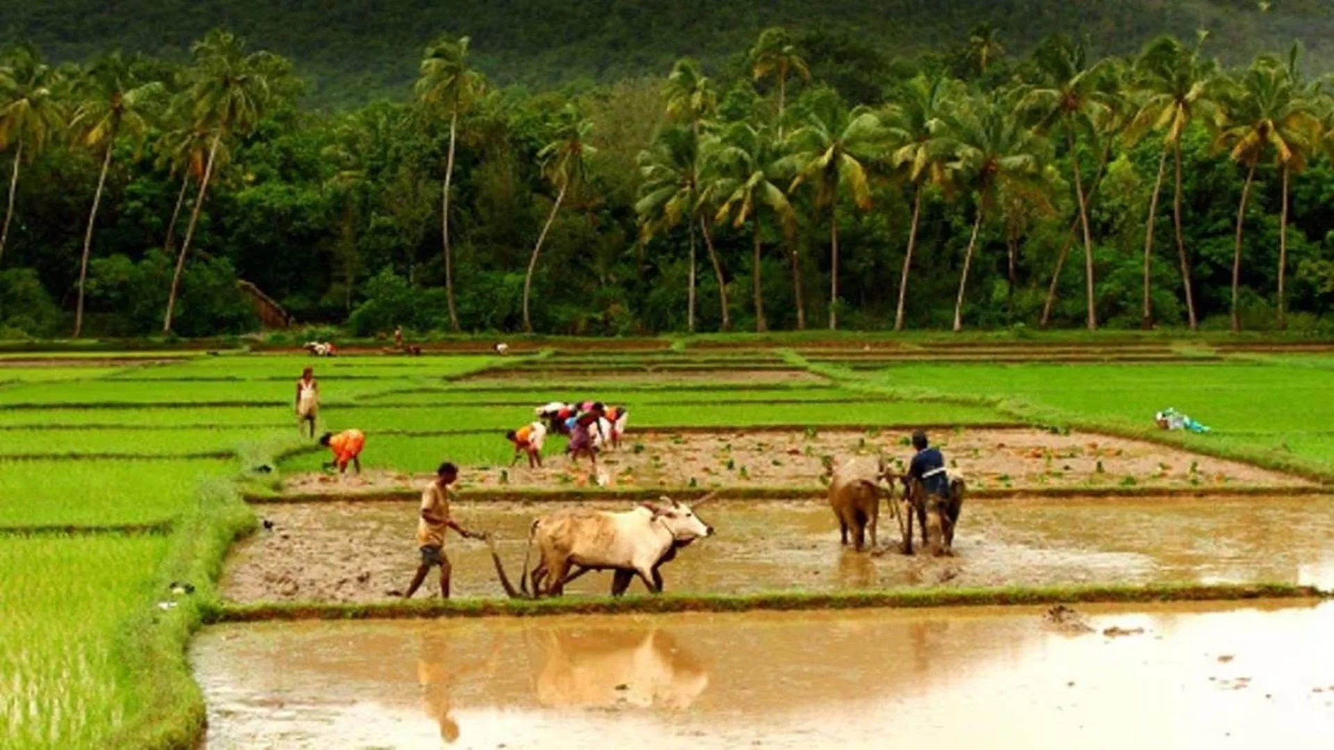 बरेली: मंडल में 57.48 फीसदी ही तैयार हो सकी रियल टाइम खतौनियां