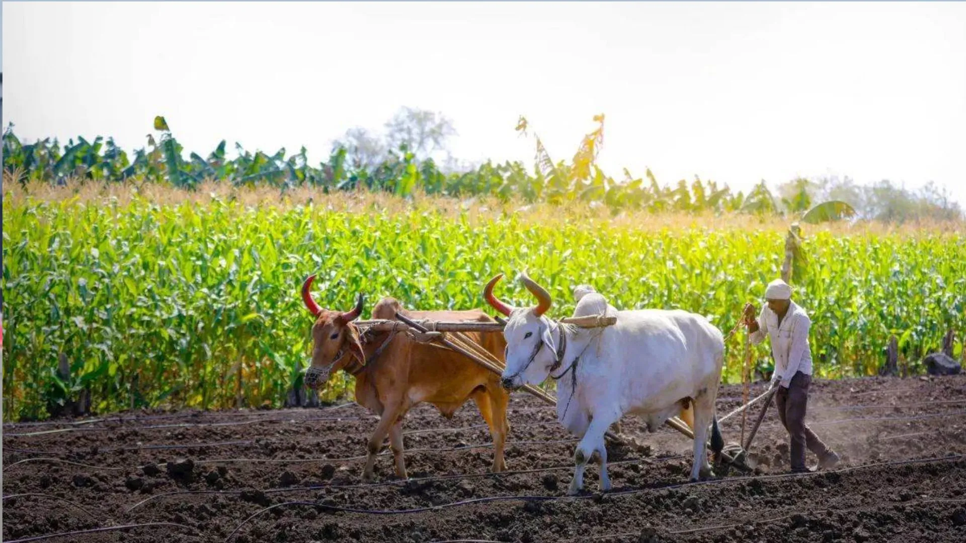 बरेली: बिथरी और भुता ब्लाक में 2.42 करोड़ से बनेंगे किसान कल्याण केंद्र