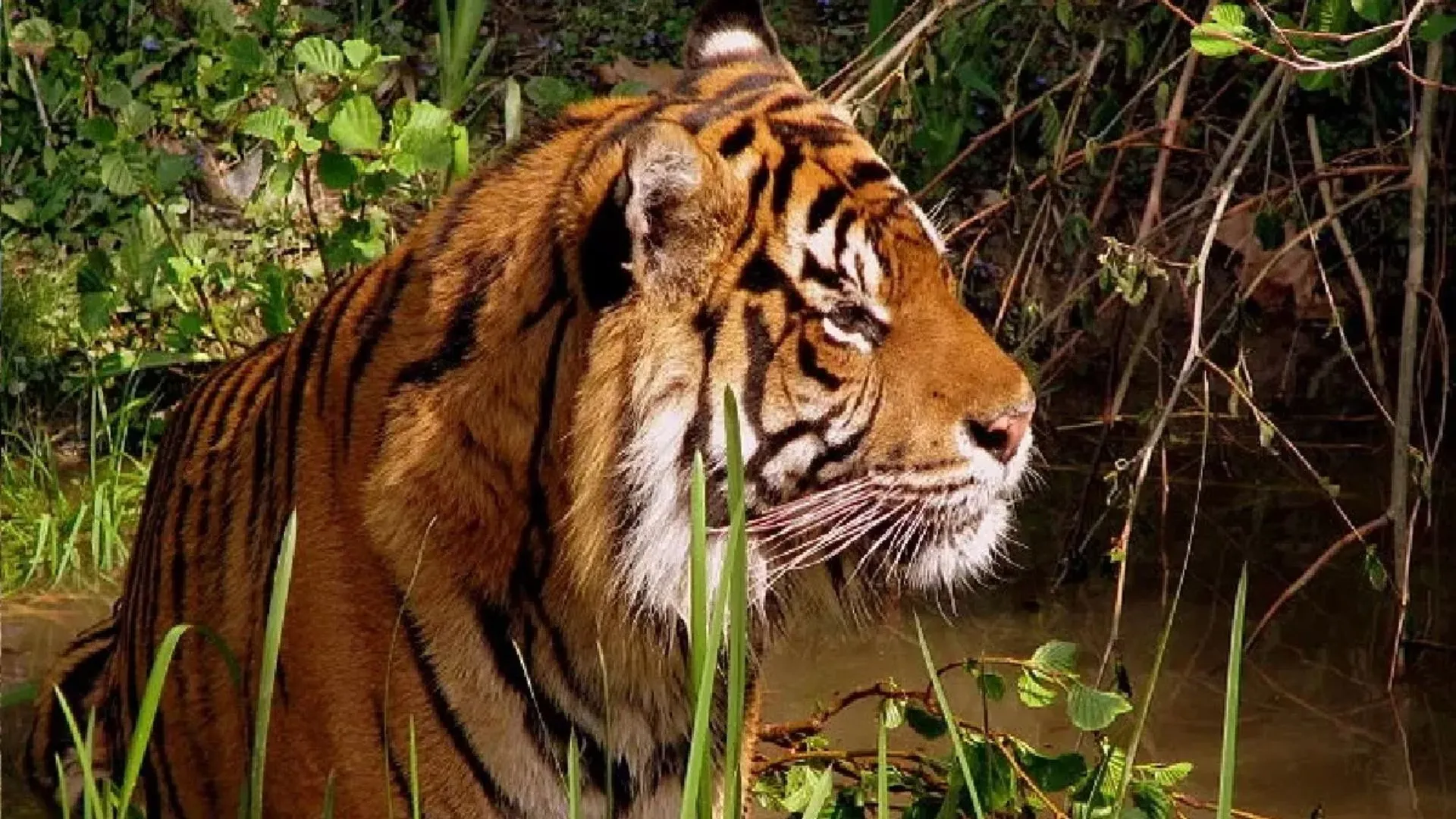 पीलीभीत : जंगल के बाहर कई बाघ, पकड़ना किसे है, असमंजस में वन विभाग..अनुमति के बाद संशय!