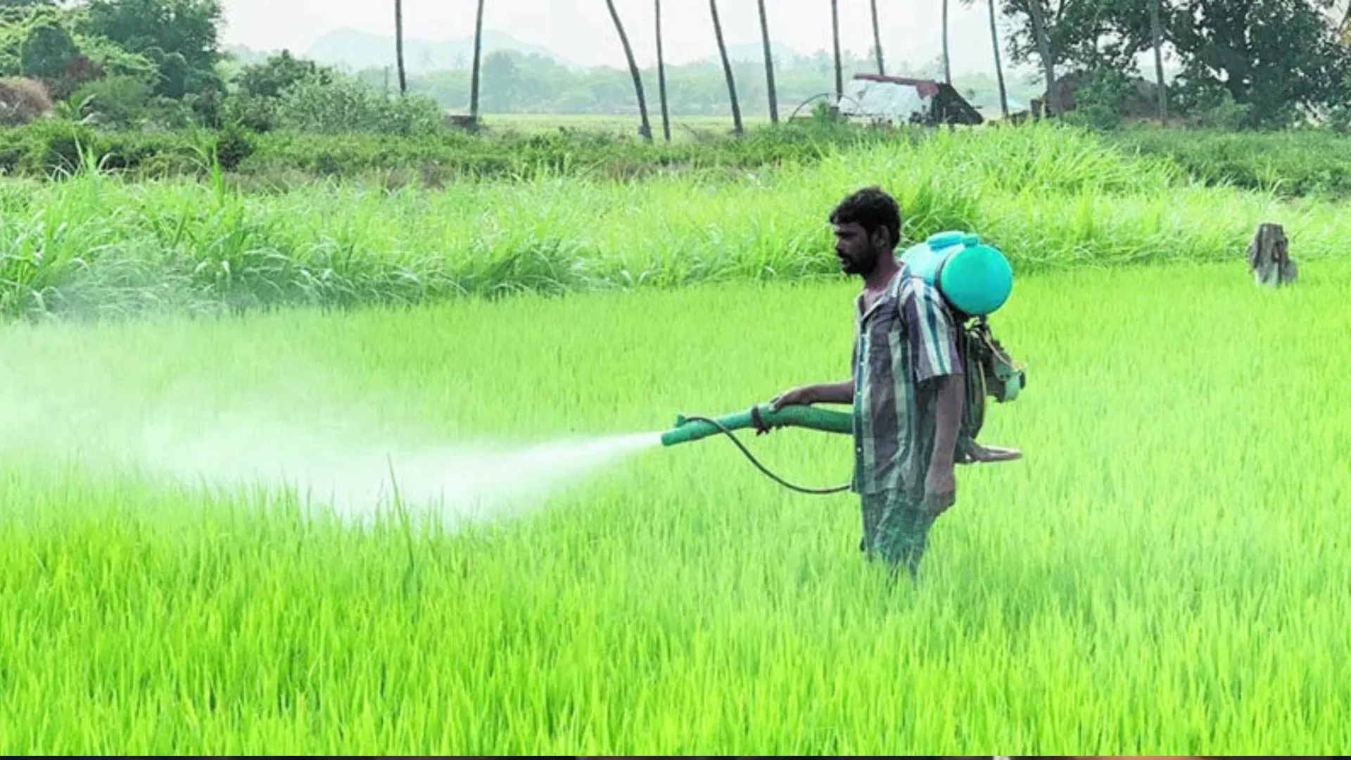 खेतों और शहरों में इस्तेमाल कीटनाशक के अवशेष घोंघों को कर रहे दूषित 