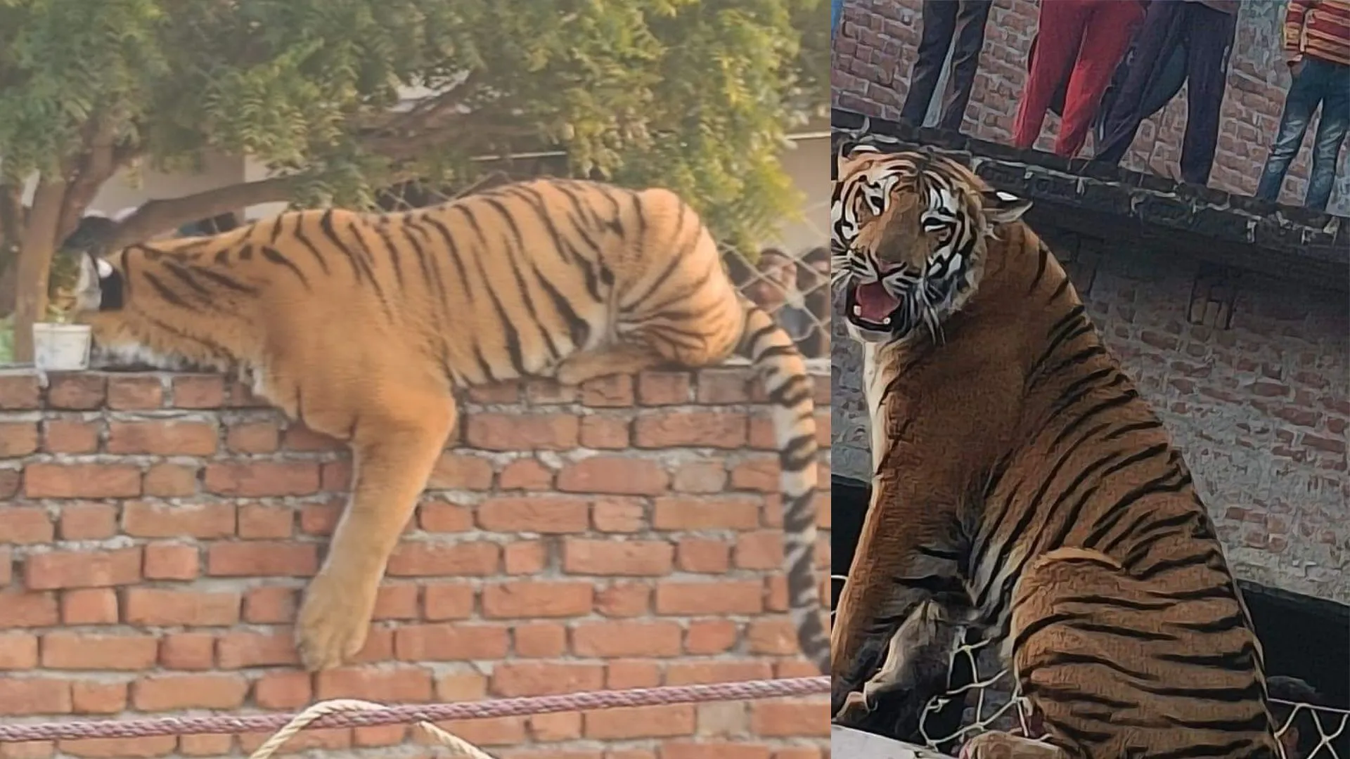 पीलीभीत: ग्रामीण के मकान की दीवार पर 10 घंटे से डेरा जमाए बैठा बाघ, आराम फरमाया तो कभी मारी दहाड़..जुटी भीड़