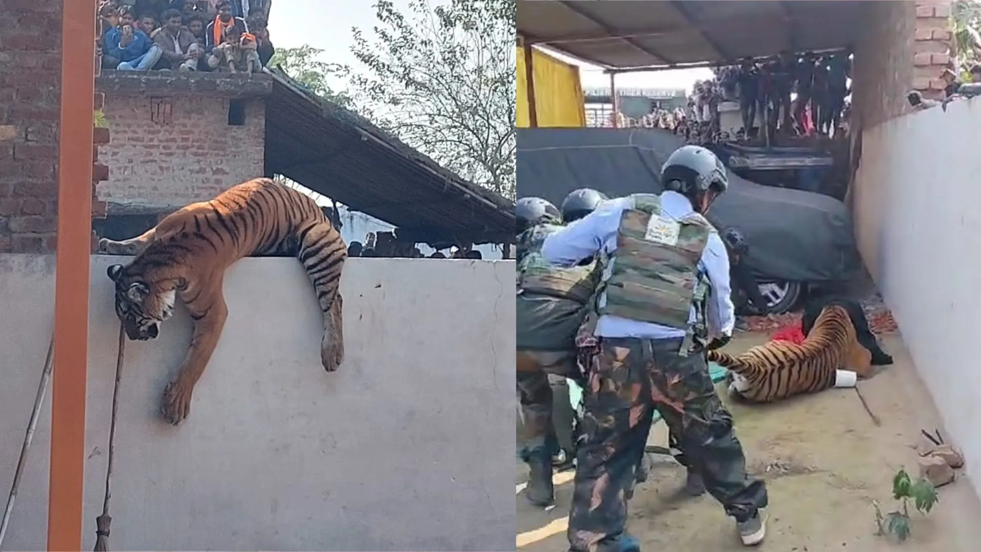 पीलीभीत : 12 घंटे बाद हुआ रेस्क्यू, बाघ नहीं निकली बाघिन, चलाई चार डॉट, दो हुई मिस, फिर पिंजरे में कैद...