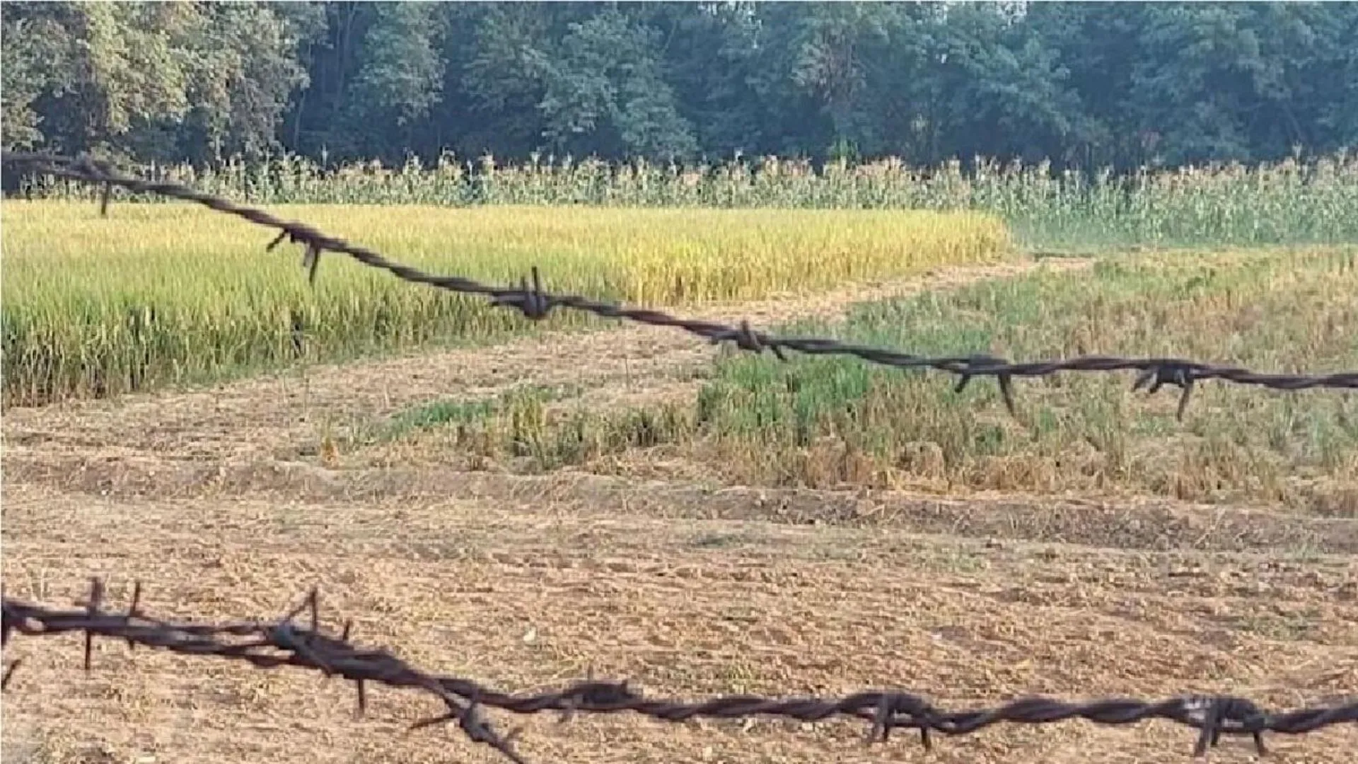 बरेली: खेत पर तार लगाकर करंट दौड़ाया, चार छुट्टा पशु मरे