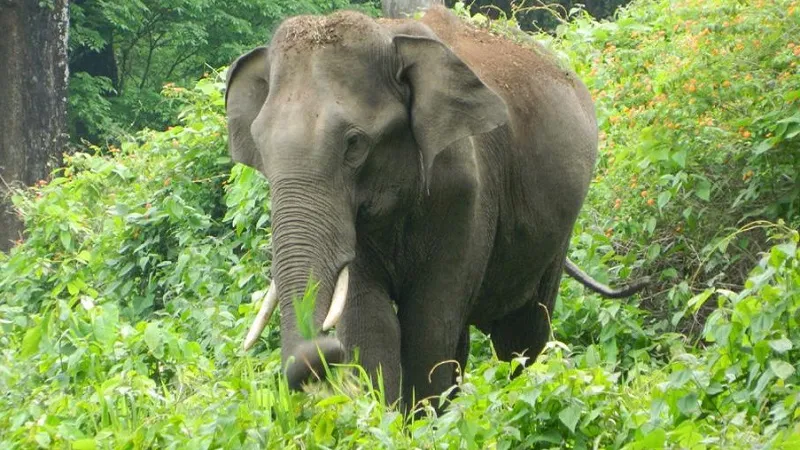 प्राचीन हाथी के असामान्य निशानो से जीवाश्म विशेषज्ञ हैरान, जानिए इस रहस्य को कैसे सुलझाया