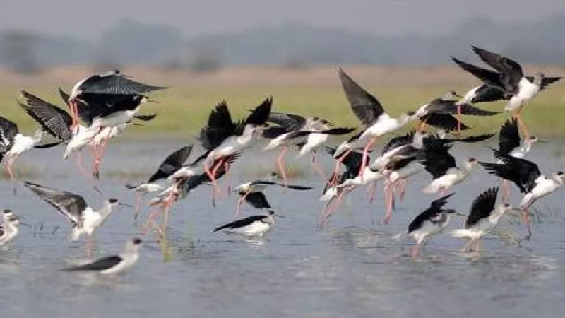 कृत्रिम प्रकाश प्रवासी पक्षियों को शहरों की ओर आकर्षित करता है, जहां वह मुश्किल में पड़ जाते है 