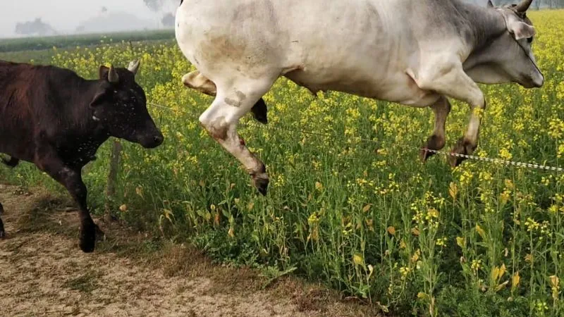 Farrukhabad News: बाढ़ पीड़ितों की फसलों पर कहर बन कर टूट रहा छुट्टा गोवंश, पलक झपकते ही चट कर जाते खेतो में खड़ी फसलें