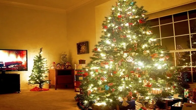 रामपुर : घर-घर सजाए जा रहे क्रिसमस ट्री, गाये जा रहे कैरल्स गीत...इस पौध से बुरी आत्माएं रहती हैं दूर