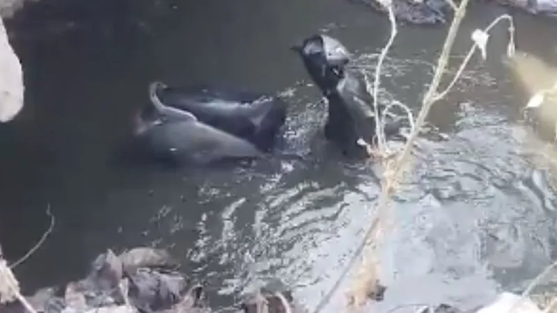 Kanpur News: कार ने स्कूटी में मारी टक्कर… युवक वाहन समेत नाले में गिरा, इलाकाई लोगों ने लगाए ये गंभीर आरोप