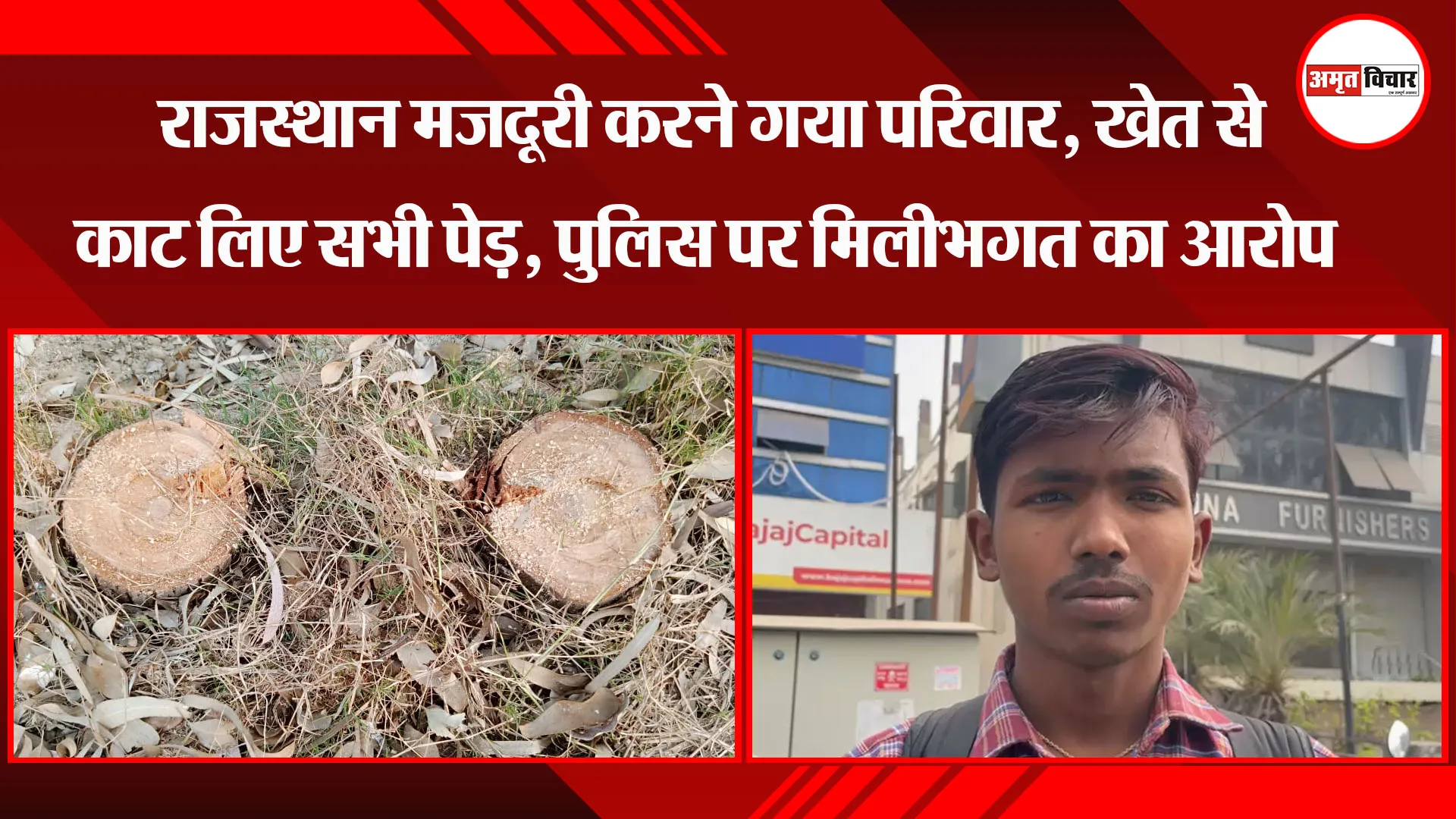 बरेली: राजस्थान मजदूरी करने गया परिवार, खेत से काट लिए सभी पेड़, पुलिस पर मिलीभगत का आरोप