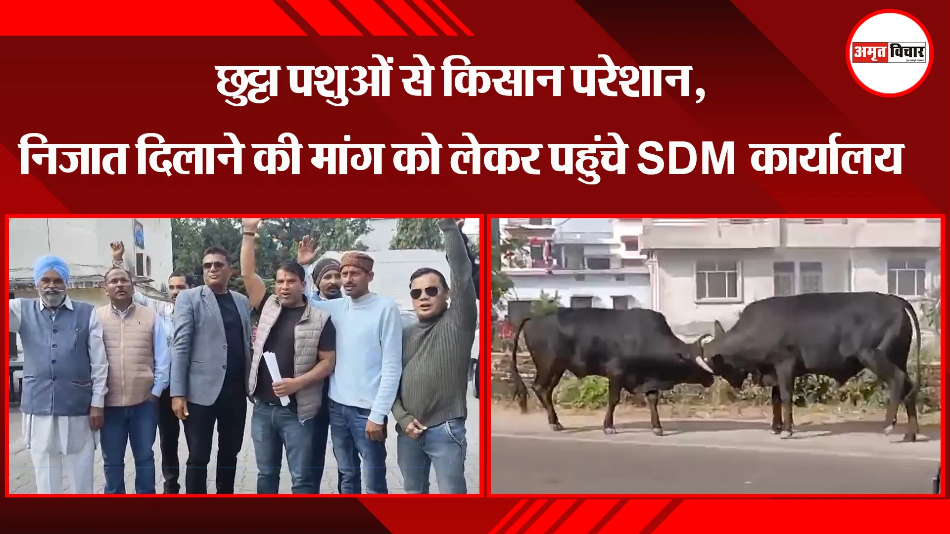 हल्द्वानी: छुट्टा पशुओं से किसान परेशान, निजात दिलाने की मांग को लेकर पहुंचे SDM कार्यालय