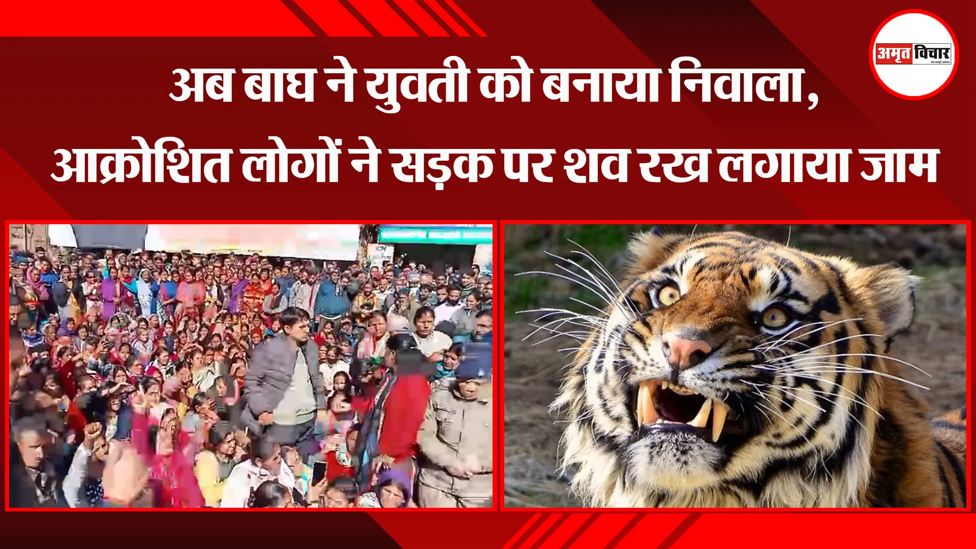 भीमताल: अब बाघ ने युवती को बनाया निवाला, आक्रोशित लोगों ने सड़क पर शव रख लगाया जाम