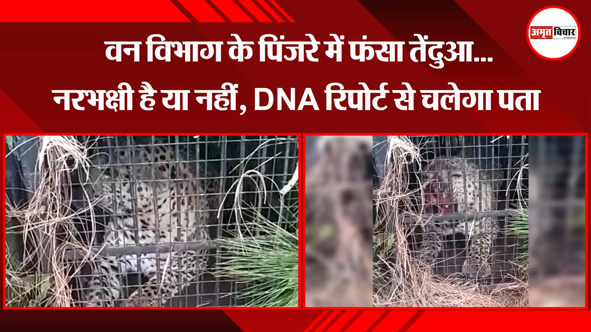 भीमताल: वन विभाग के पिंजरे में फंसा तेंदुआ...नरभक्षी है या नहीं, DNA रिपोर्ट से चलेगा पता