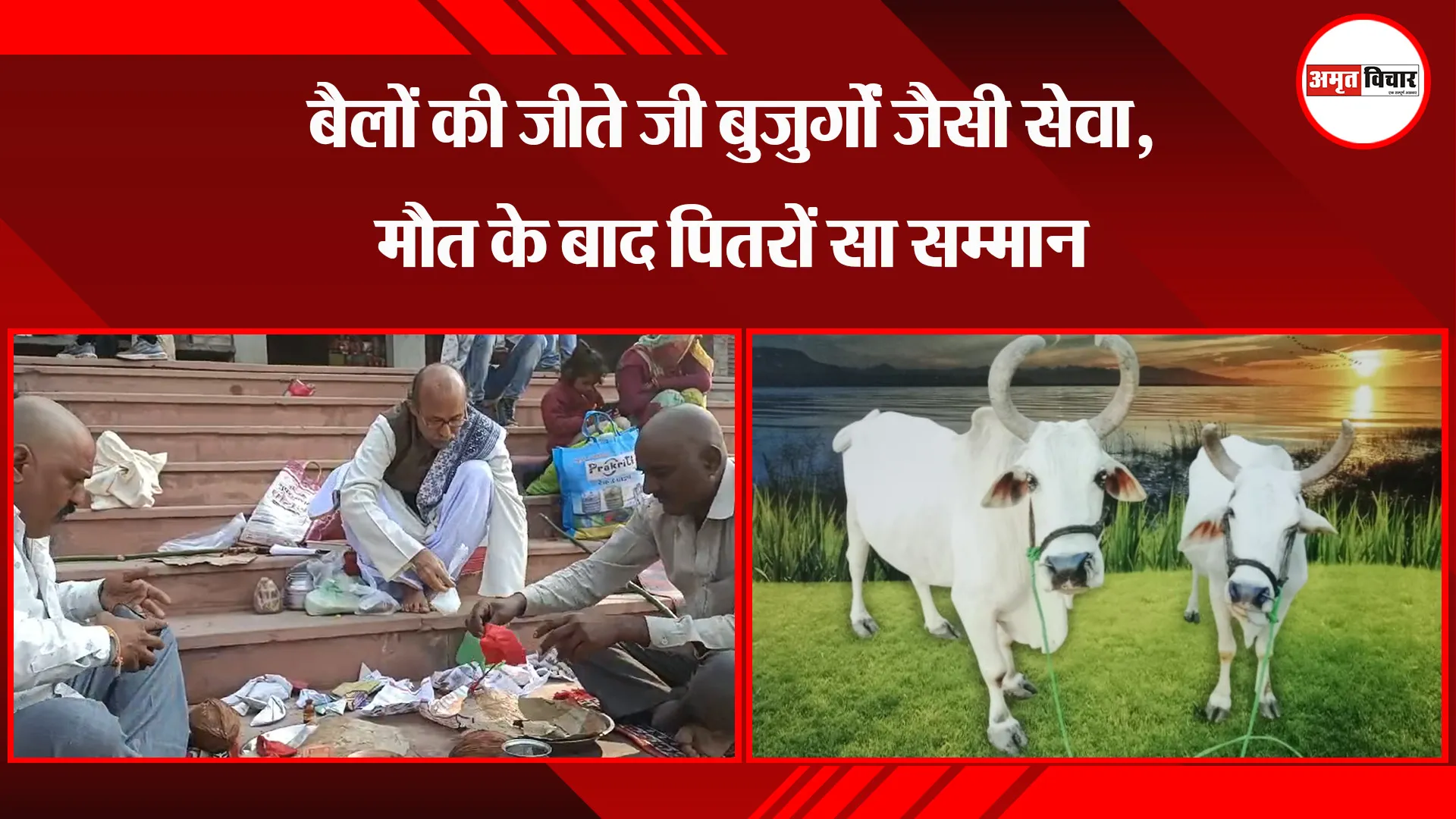 कासगंज: बैलों की जीते जी बुजुर्गों जैसी सेवा, मौत के बाद पितरों सा सम्मान 