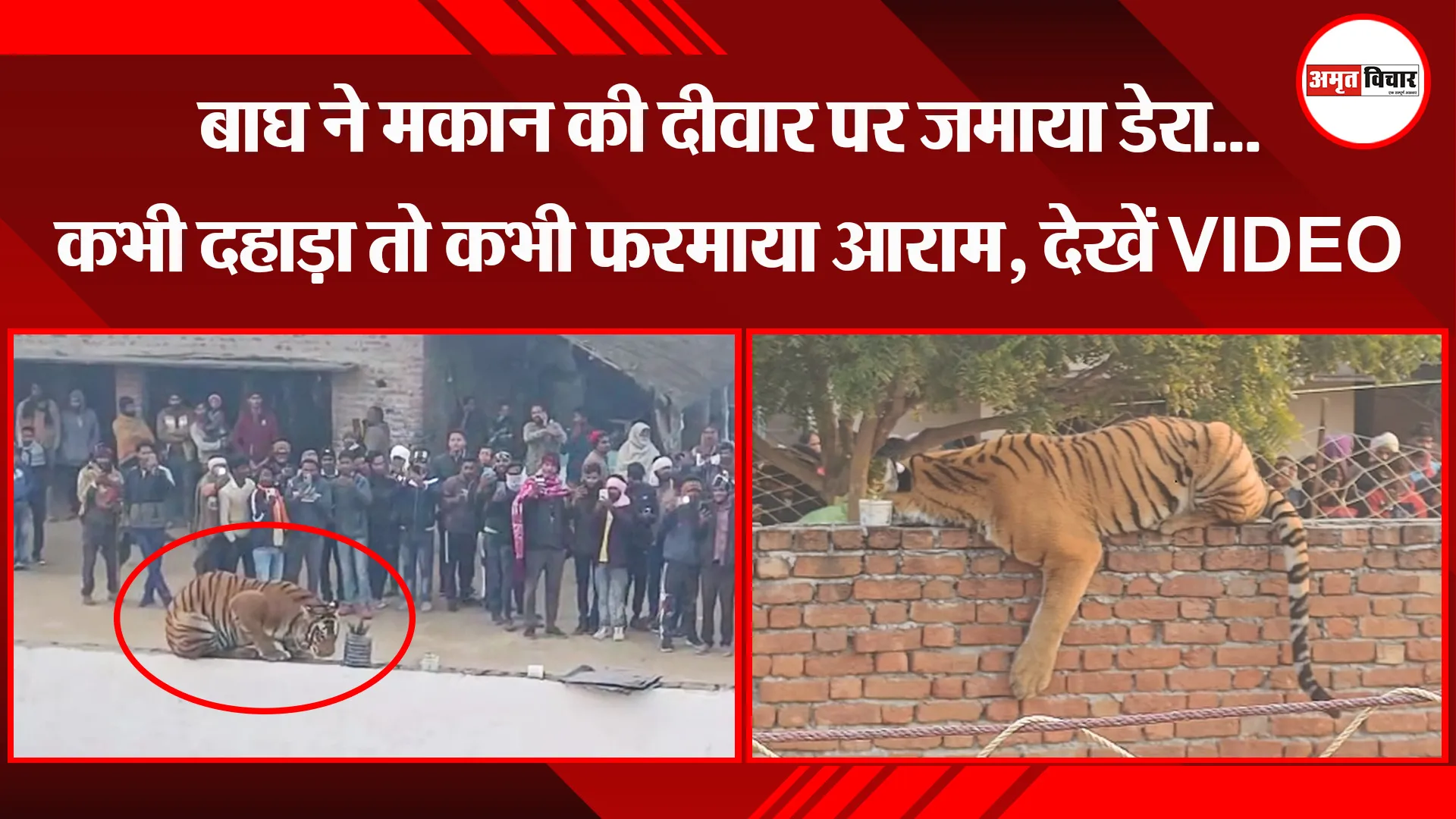 पीलीभीत: बाघ ने मकान की दीवार पर जमाया डेरा...कभी दहाड़ा तो कभी फरमाया आराम, देखें VIDEO
