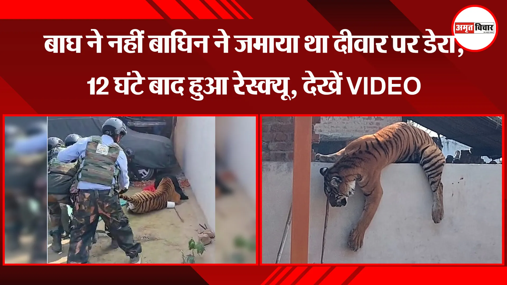 पीलीभीत: बाघ ने नहीं बाघिन ने जमाया था दीवार पर डेरा, 12 घंटे बाद हुआ रेस्क्यू, देखें VIDEO