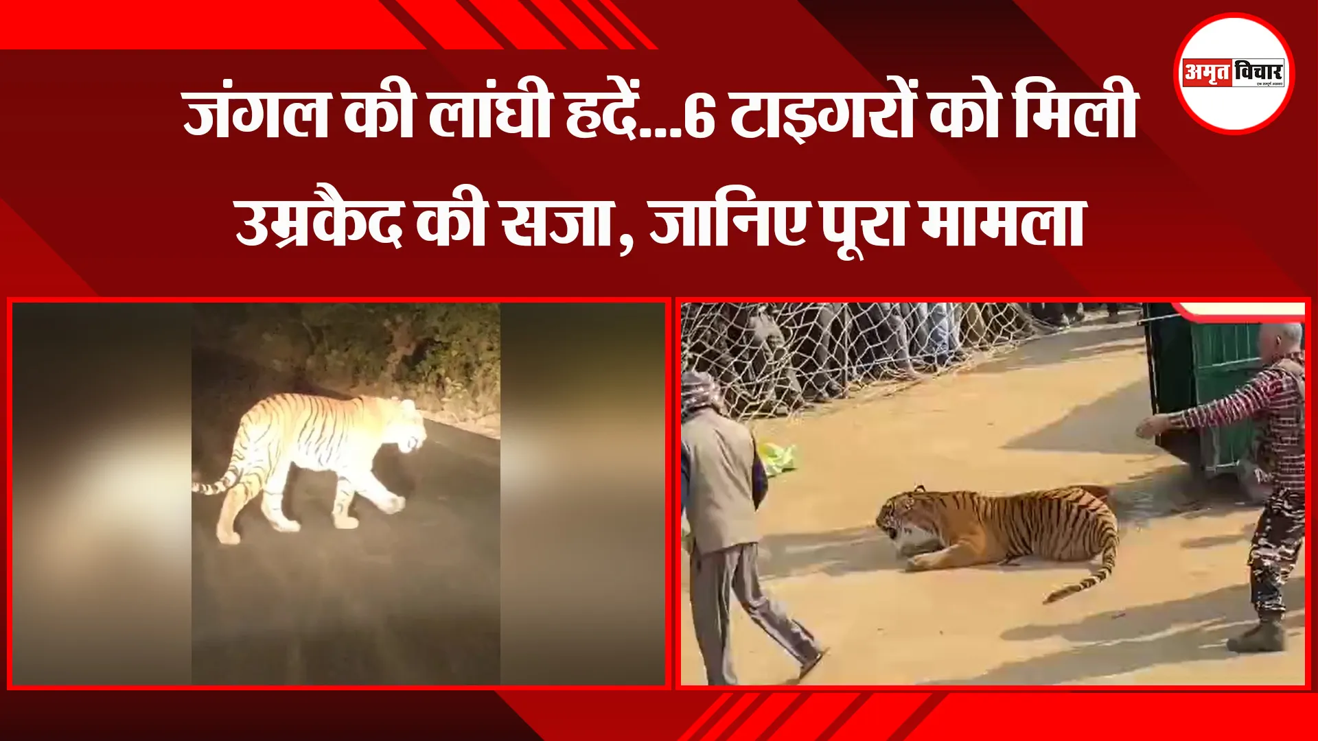 पीलीभीत: जंगल की लांघी हदें...6 टाइगरों को मिली उम्रकैद की सजा, जानिए पूरा मामला 