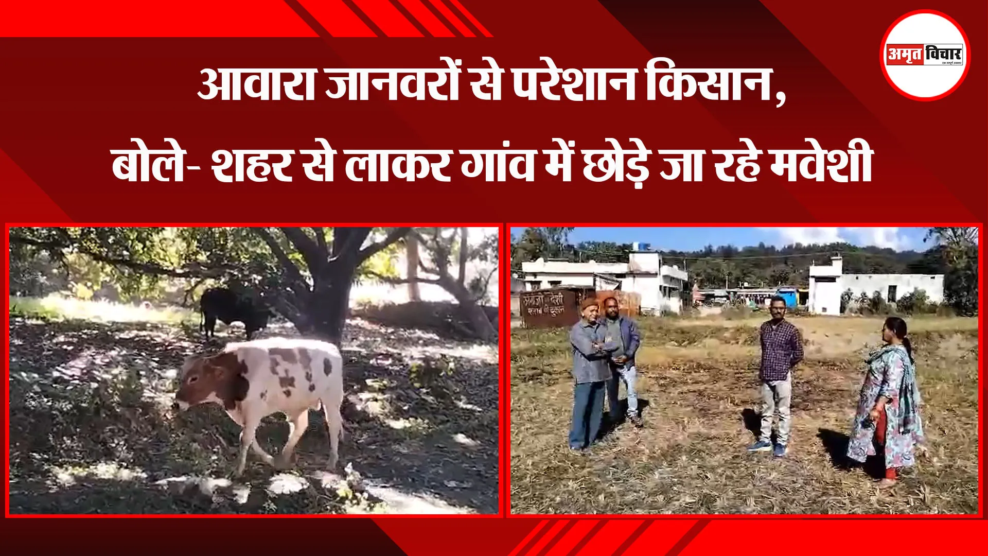 हल्द्वानी: आवारा जानवरों से परेशान किसान, बोले- शहर से लाकर गांव में छोड़े जा रहे मवेशी