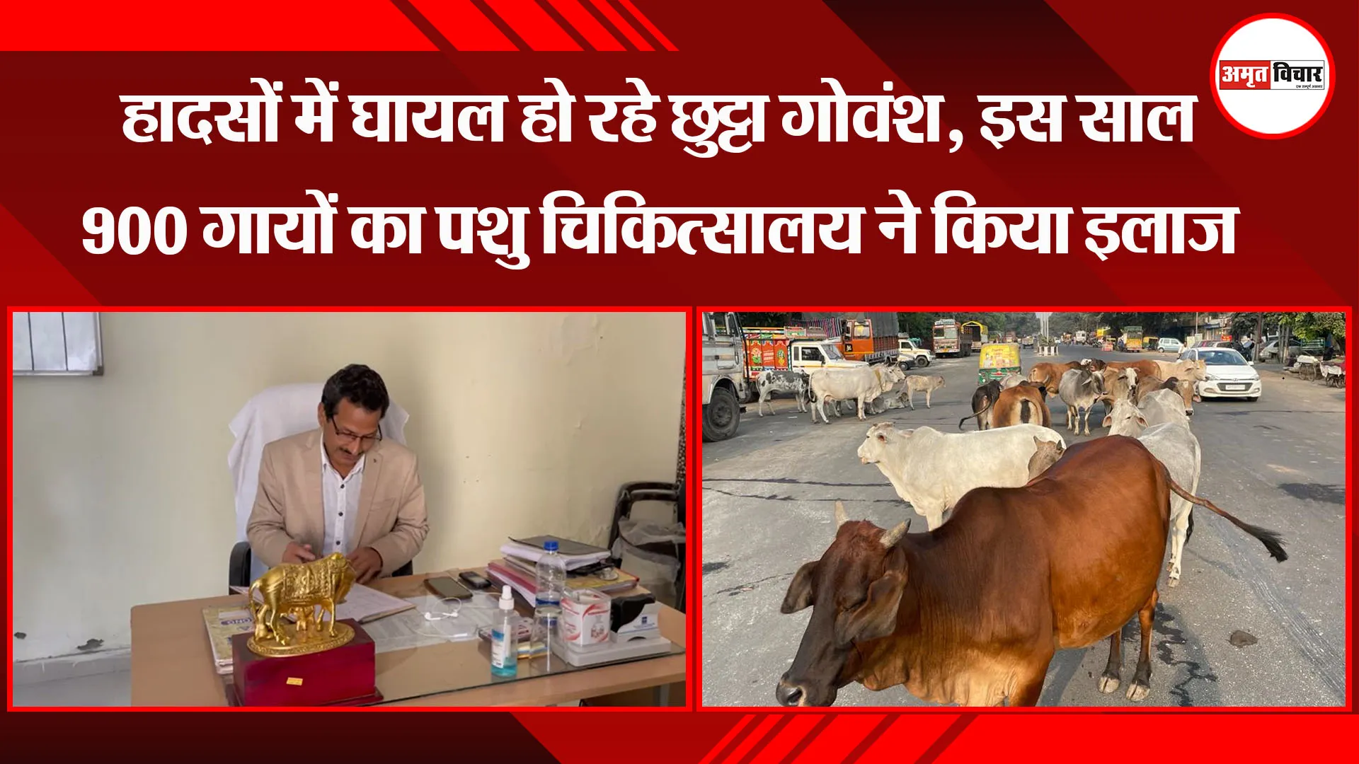 बरेली: हादसों में घायल हो रहे छुट्टा गोवंश, इस साल 900 गायों का पशु चिकित्सालय ने किया इलाज 