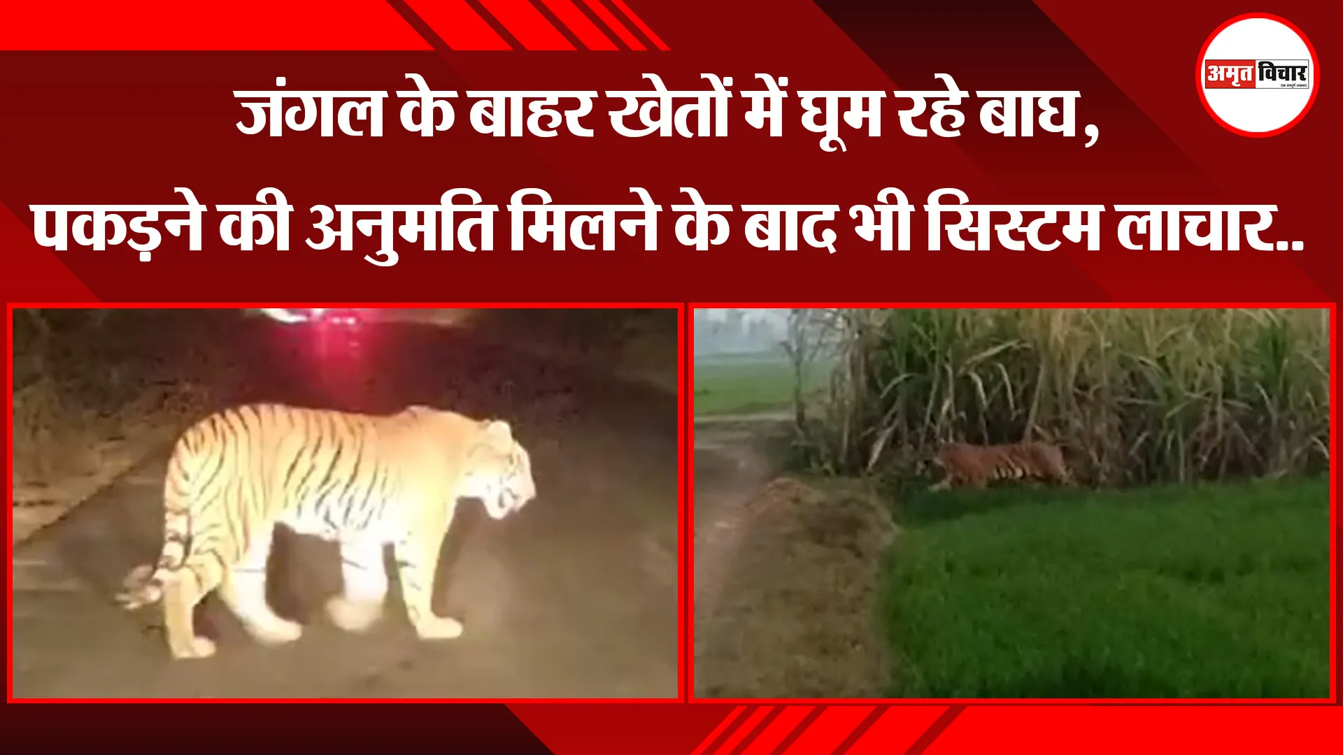 पीलीभीत: जंगल के बाहर खेतों में घूम रहे बाघ, पकड़ने की अनुमति मिलने के बाद भी सिस्टम लाचार..