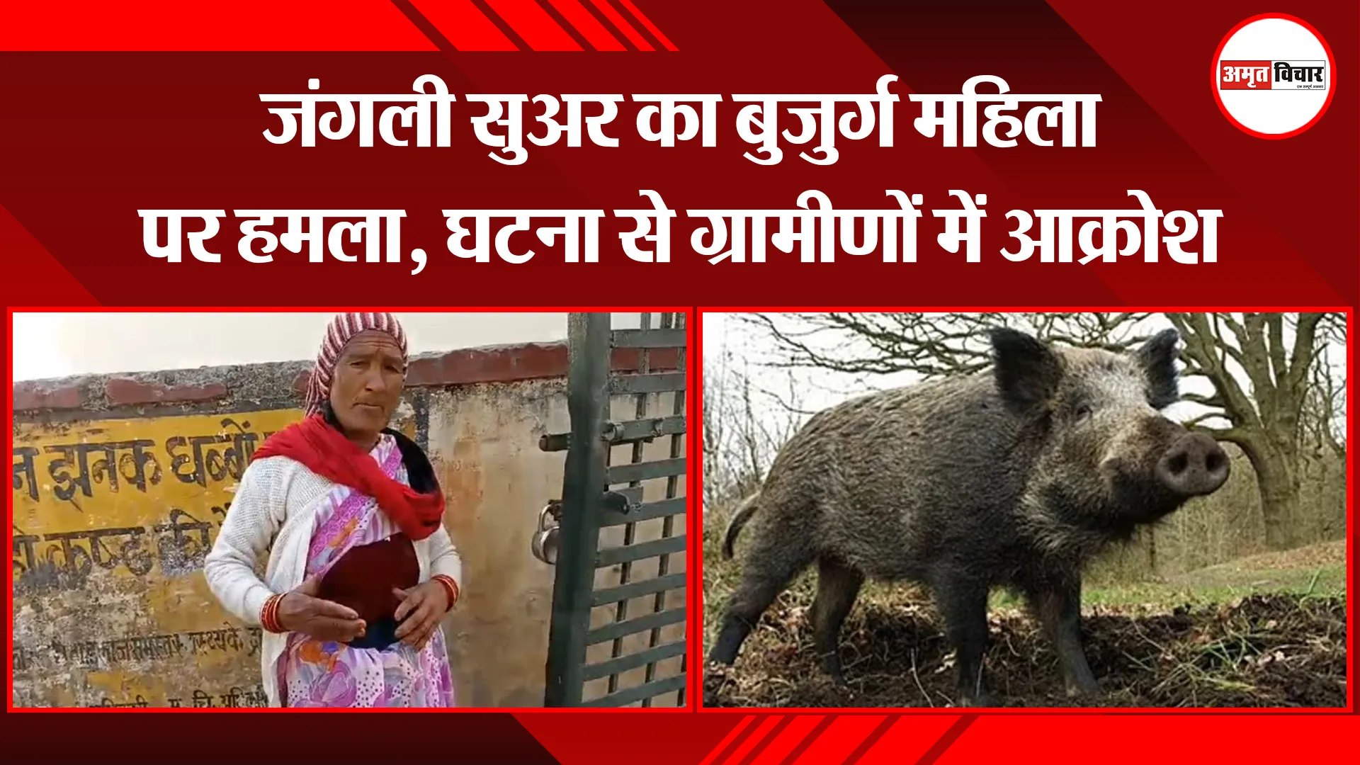 बागेश्वर: जंगली सुअर का बुजुर्ग महिला पर हमला, घटना से ग्रामीणों में आक्रोश