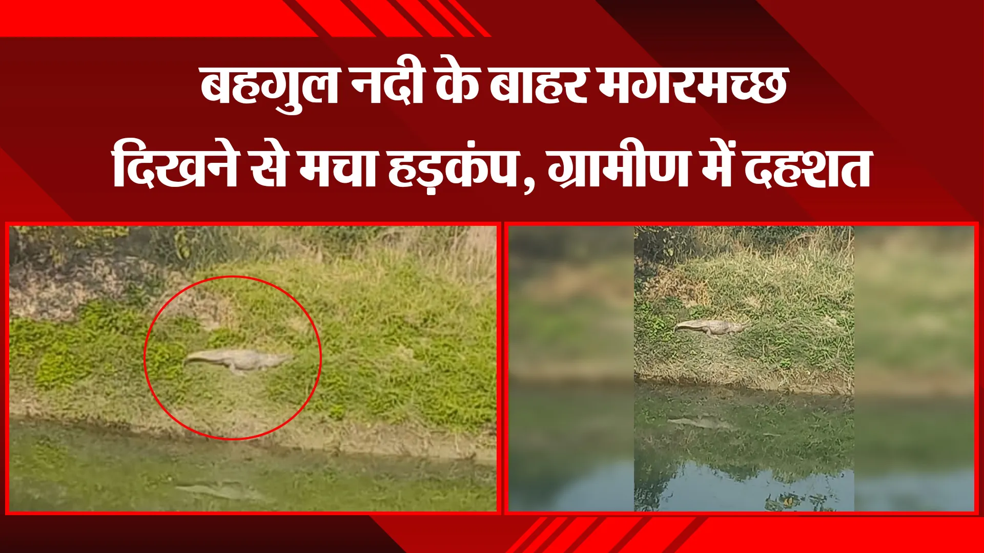 बरेली: बहगुल नदी के बाहर मगरमच्छ दिखने से मचा हड़कंप, ग्रामीण में दहशत