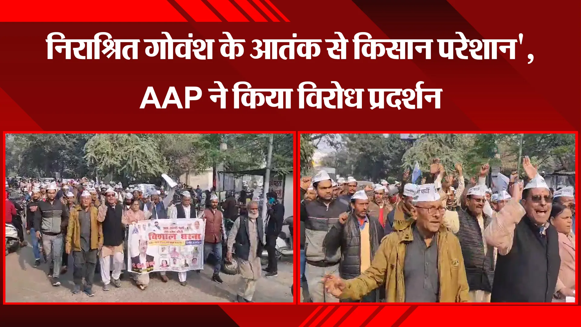 बरेली: निराश्रित गोवंश के आतंक से किसान परेशान', AAP ने किया विरोध प्रदर्शन