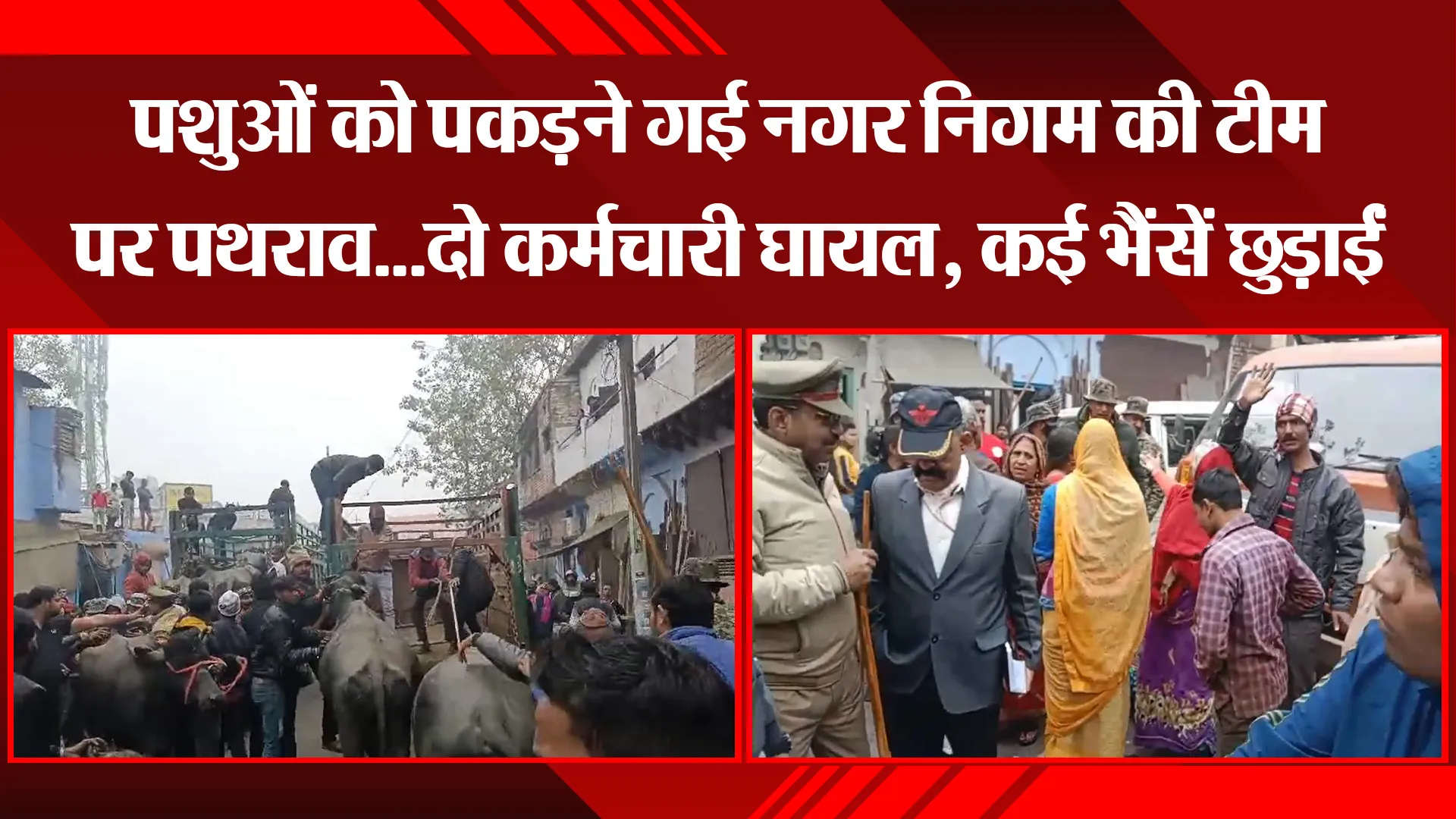 आगरा: पशुओं को पकड़ने गई नगर निगम की टीम पर पथराव...दो कर्मचारी घायल, कई भैंसें छुड़ाईं