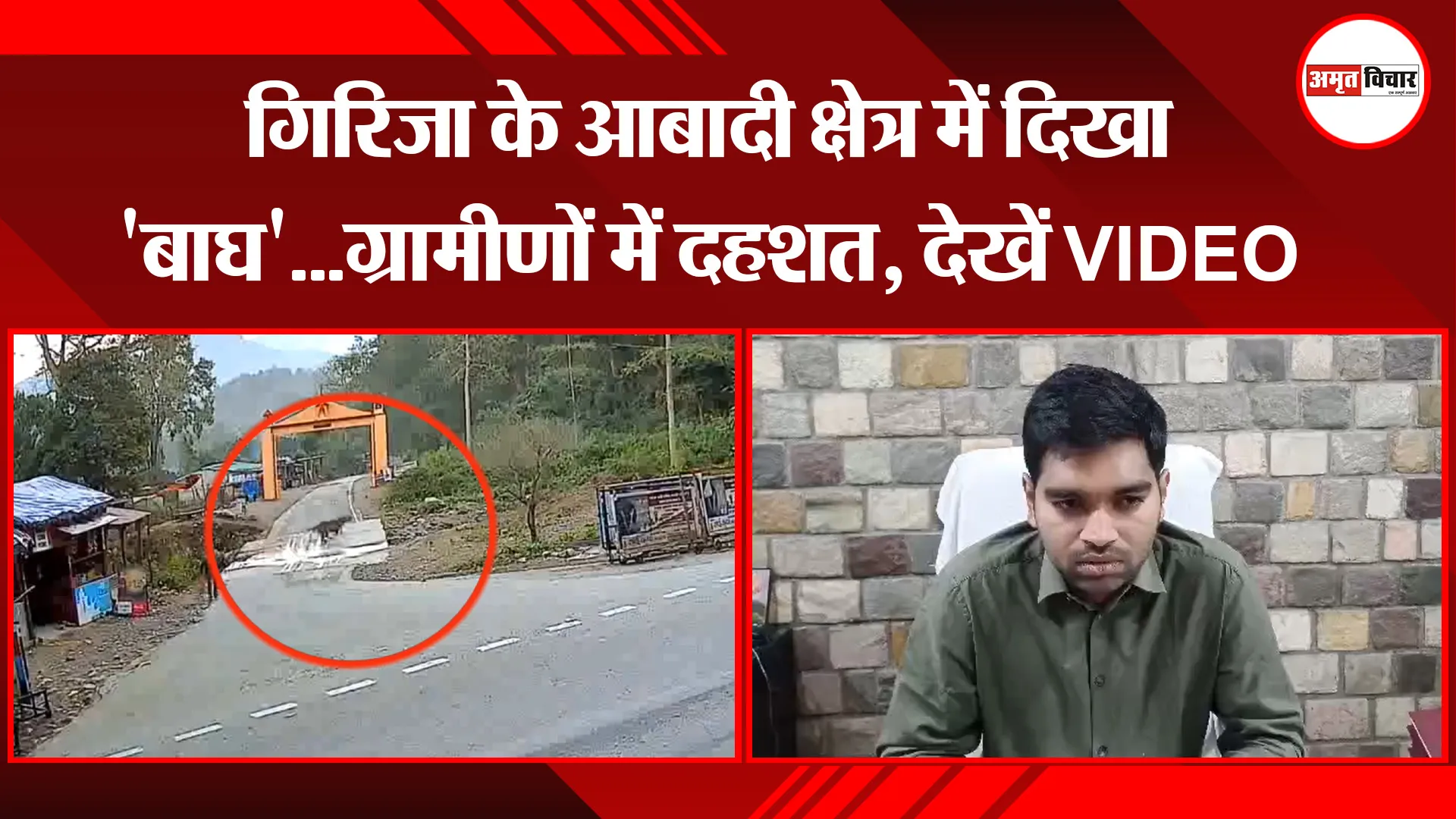 रामनगर: गिरिजा के आबादी क्षेत्र में दिखा 'बाघ'...ग्रामीणों में दहशत, देखें VIDEO