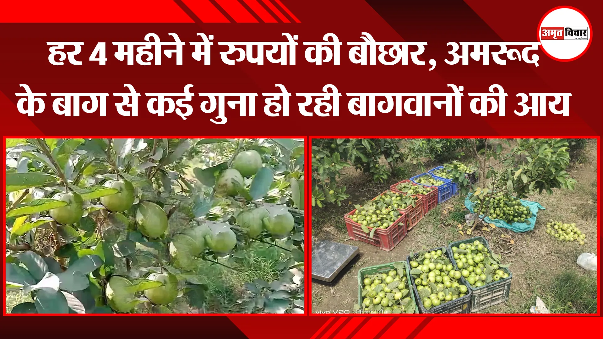 बरेली: हर 4 महीने में रुपयों की बौछार, अमरूद के बाग से कई गुना हो रही बागवानों की आय