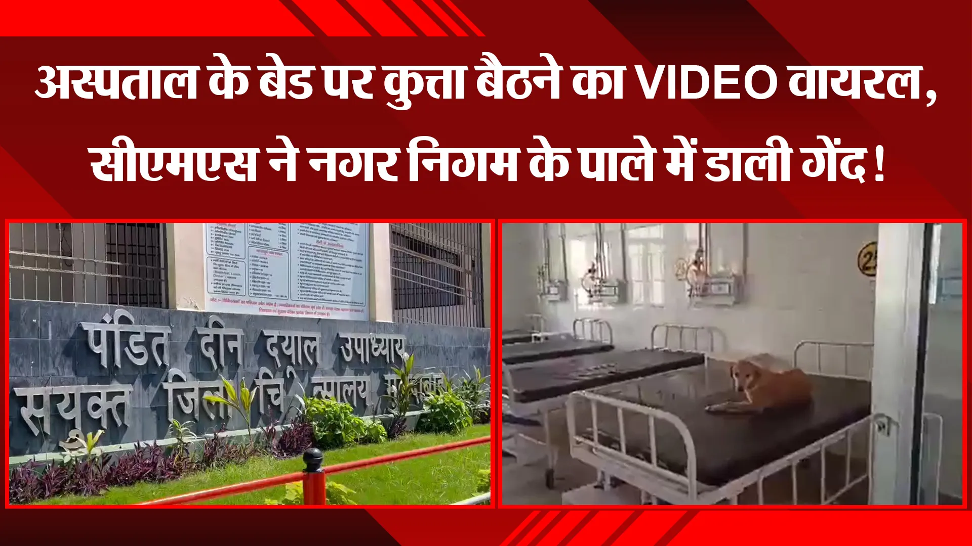 मुरादाबाद: अस्पताल के बेड पर कुत्ता बैठने का VIDEO वायरल, सीएमएस ने नगर निगम के पाले में डाली गेंद!